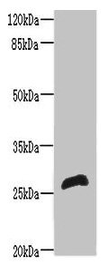 Western blot All lanes: RTP2 antibody at 8µg/ml + Mouse liver tissue Secondary Goat polyclonal to rabbit IgG at 1/10000 dilution Predicted band size: 27 kDa Observed band size: 27 kDa