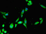Immunofluorescent analysis of Hela cells using CSB-PA729200LA01HU at dilution of 1:100 and Alexa Fluor 488-congugated AffiniPure Goat Anti-Rabbit IgG(H+L)
