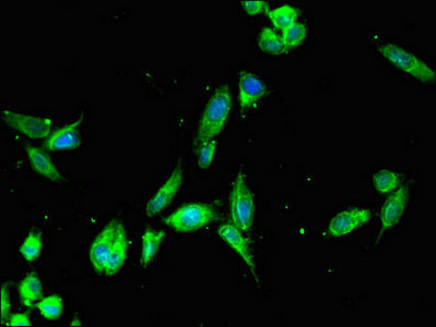 Immunofluorescent analysis of Hela cells using CSB-PA729200LA01HU at dilution of 1:100 and Alexa Fluor 488-congugated AffiniPure Goat Anti-Rabbit IgG(H+L)