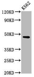 Western Blot Positive WB detected in: K562 whole cell lysate All lanes: BROX antibody at 3µg/ml Secondary Goat polyclonal to rabbit IgG at 1/50000 dilution Predicted band size: 47, 43 kDa Observed band size: 47 kDa