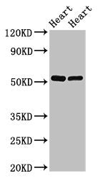 Western Blot Positive WB detected in: Rat heart tissue, Mouse heart tissue All lanes: SHE antibody at 2.5ug/ml Secondary Goat polyclonal to rabbit IgG at 1/50000 dilution Predicted band size: 54 kDa Observed band size: 54 kDa