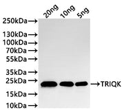 Western Blot Positive WB detected in: recombinant protein All lanes:TRIQK Antibody at 1:1000 Secondary Goat polyclonal to rabbit IgG at 1/20000 dilution Predicted band size: 18.6 kDa Observed band size: 23 kDa