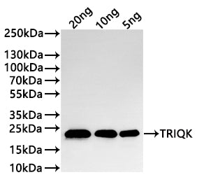Western Blot Positive WB detected in: recombinant protein All lanes:TRIQK Antibody at 1:1000 Secondary Goat polyclonal to rabbit IgG at 1/20000 dilution Predicted band size: 18.6 kDa Observed band size: 23 kDa