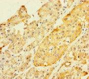 Immunohistochemistry of paraffin-embedded human pancreatic tissue using CSB-PA730959LA01HU at dilution of 1:100