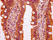 IHC image of CSB-PA731656LA01HU diluted at 1:300 and staining in paraffin-embedded human small intestine tissue performed on a Leica BondTM system. After dewaxing and hydration, antigen retrieval was mediated by high pressure in a citrate buffer (...