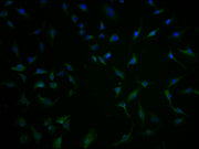 Immunofluorescence staining of U251 cells with CSB-PA732237LA01HU at 1:100, counter-stained with DAPI. The cells were fixed in 4% formaldehyde and blocked in 10% normal Goat Serum. The cells were then incubated with the antibody overnight at 4°C....
