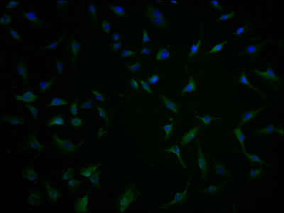 Immunofluorescence staining of U251 cells with CSB-PA732237LA01HU at 1:100, counter-stained with DAPI. The cells were fixed in 4% formaldehyde and blocked in 10% normal Goat Serum. The cells were then incubated with the antibody overnight at 4°C....