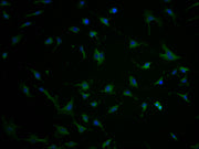 Immunofluorescence staining of U251 cells with CSB-PA732237LA11HU at 1:100, counter-stained with DAPI. The cells were fixed in 4% formaldehyde and blocked in 10% normal Goat Serum. The cells were then incubated with the antibody overnight at 4°C....