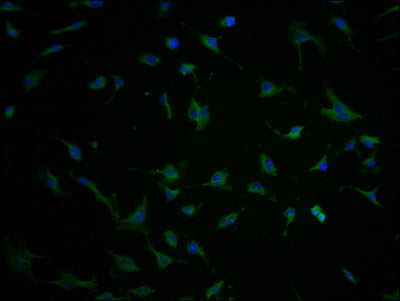 Immunofluorescence staining of U251 cells with CSB-PA732237LA11HU at 1:100, counter-stained with DAPI. The cells were fixed in 4% formaldehyde and blocked in 10% normal Goat Serum. The cells were then incubated with the antibody overnight at 4°C....
