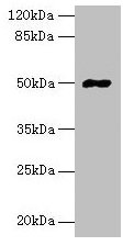 Western blot All lanes: FAM69A antibody at 8µg/ml + HepG2 whole cell lysate Secondary Goat polyclonal to rabbit IgG at 1/10000 dilution Predicted band size: 50, 19 kDa Observed band size: 50 kDa