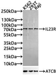Western Blot Positive WB detected in: K562 whole cell lysate(30µg), 293T whole cell lysate(30µg), Raji whole cell lysate(30µg) All lanes: IL23R antibody at 1:1000 Secondary Goat polyclonal to rabbit IgG at 1/40000 dilution Predicted band size: 72,...