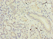 Immunohistochemistry of paraffin-embedded human pancreatic tissue using CSB-PA733164LA01HU at dilution of 1:100