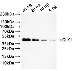 Western Blot Positive WB detected in: recombinant protein All lanes:GLK1 Antibody at 1:1000 Secondary Goat polyclonal to rabbit IgG at 1/20000 dilution Predicted band size: 34.3 kDa Observed band size: 39 kDa