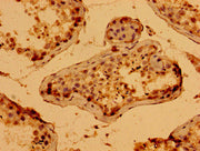 Immunohistochemistry of paraffin-embedded human testis tissue using CSB-PA734879LA01HU at dilution of 1:100