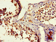 Immunohistochemistry of paraffin-embedded human testis tissue using CSB-PA735976LA01HU at dilution of 1:100