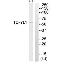 Western blot analysis of extracts from 3T3 cells, using TCF7L1 antibody.