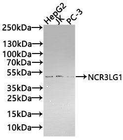 Western Blot Positive WB detected in: HepG2 whole cell lysate(20µg), JK whole cell lysate(20µg), PC-3 whole cell lysate(20µg) All lanes: NCR3LG1 antibody at 1:1000 Secondary Goat polyclonal to rabbit IgG at 1/20000 dilution Predicted band size: 51...