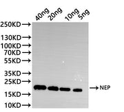 Western Blot Positive WB detected in: recombinant protein All lanes:MUS81 Antibody at 1:1000 Secondary Goat polyclonal to rabbit IgG at 1/20000 dilution Predicted band size: 36.5 kDa Observed band size: 36.5 kDa