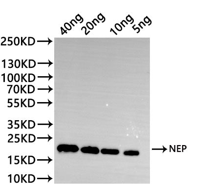 Western Blot Positive WB detected in: recombinant protein All lanes:MUS81 Antibody at 1:1000 Secondary Goat polyclonal to rabbit IgG at 1/20000 dilution Predicted band size: 36.5 kDa Observed band size: 36.5 kDa
