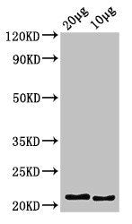 Western Blot Positive WB detected in: Zebrafish tissue 20ug, 10ug, All lanes: hist2h2l antibody at 3.4ug/ml Secondary Goat polyclonal to rabbit IgG at 1/50000 dilution Predicted band size: 14 kDa Observed band size: 14 kDa