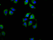 Immunofluorescence staining of A549 cells with CSB-PA740768LA01HU at 1:100, counter-stained with DAPI. The cells were fixed in 4% formaldehyde, permeabilized using 0.2% Triton X-100 and blocked in 10% normal Goat Serum. The cells were then incubat...