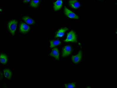 Immunofluorescence staining of A549 cells with CSB-PA740768LA01HU at 1:100, counter-stained with DAPI. The cells were fixed in 4% formaldehyde, permeabilized using 0.2% Triton X-100 and blocked in 10% normal Goat Serum. The cells were then incubat...