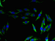 Immunofluorescent analysis of Hela cells using CSB-PA740895LA01HU at dilution of 1:100 and Alexa Fluor 488-congugated AffiniPure Goat Anti-Rabbit IgG(H+L)