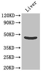 Western Blot Positive WB detected in: Mouse liver tissue All lanes: OLFML1 antibody at 2µg/ml Secondary Goat polyclonal to rabbit IgG at 1/50000 dilution Predicted band size: 46 kDa Observed band size: 46 kDa