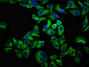 Immunofluorescence staining of Hela cells with CSB-PA740925LA01HU at 1:100, counter-stained with DAPI. The cells were fixed in 4% formaldehyde, permeabilized using 0.2% Triton X-100 and blocked in 10% normal Goat Serum. The cells were then incubat...