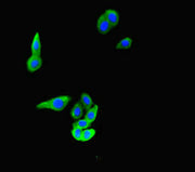 Immunofluorescent analysis of HepG2 cells using CSB-PA740927LA01HU at dilution of 1:100 and Alexa Fluor 488-congugated AffiniPure Goat Anti-Rabbit IgG(H+L)