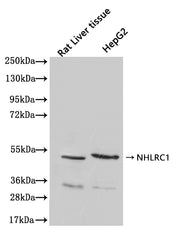 Western Blot Positive WB detected in: Rat Liver tissue lysate(20µg), HepG2 whole cell lysate(20µg) All lanes: NHLRC1 antibody at 1:2000 Secondary Goat polyclonal to rabbit IgG at 1/40000 dilution Predicted band size: 42 kDa Observed band size: 42...