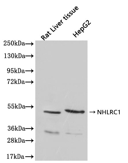 Western Blot Positive WB detected in: Rat Liver tissue lysate(20µg), HepG2 whole cell lysate(20µg) All lanes: NHLRC1 antibody at 1:2000 Secondary Goat polyclonal to rabbit IgG at 1/40000 dilution Predicted band size: 42 kDa Observed band size: 42...