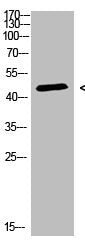 Western Blot analysis of 3T3 cells using Antibody diluted at 500