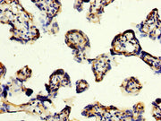 IHC image of CSB-PA740988LA01HU diluted at 1:200 and staining in paraffin-embedded human placenta tissue performed on a Leica BondTM system. After dewaxing and hydration, antigen retrieval was mediated by high pressure in a citrate buffer (pH 6.0)...