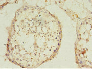 Immunohistochemistry of paraffin-embedded human testis tissue using CSB-PA741097LA01HU at dilution of 1:100