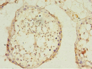 Immunohistochemistry of paraffin-embedded human testis tissue using CSB-PA741097LA01HU at dilution of 1:100