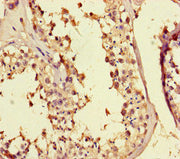 Immunohistochemistry of paraffin-embedded human testis tissue using CSB-PA741144HA01HU at dilution of 1:100