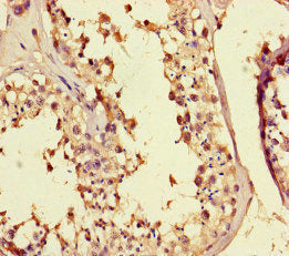 Immunohistochemistry of paraffin-embedded human testis tissue using CSB-PA741144HA01HU at dilution of 1:100