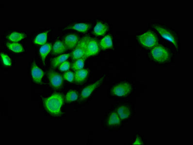 Immunofluorescence staining of A549 cells with CSB-PA741972LA01HU at 1:133, counter-stained with DAPI. The cells were fixed in 4% formaldehyde, permeabilized using 0.2% Triton X-100 and blocked in 10% normal Goat Serum. The cells were then incubat...