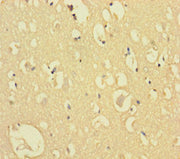 Immunohistochemistry of paraffin-embedded human brain tissue using CSB-PA741975LA01HU at dilution of 1:100