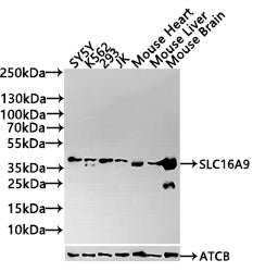 Western Blot Positive WB detected in: SH-SY5Y whole cell lysate, K562 whole cell lysate, Mouse heart tissue, Mouse liver tissue, Mouse brain tissue, Mouse kidney tissue All lanes: SLC16A9 antibody at 3.5ug/ml Secondary Goat polyclonal to rabbit Ig...