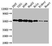 Western Blot Positive WB detected in: 293T whole cell lysate, U251 whole cell lysate, A549 whole cell lysate, HepG2 whole cell lysate, Hela whole cell lysate, Rat kidney tissue, Mouse heart tissue All lanes: SLC25A24 antibody at 5µg/ml Secondary G...