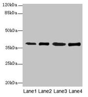 Western blot All lanes: SFXN4 antibody at 0.3µg/ml Lane 1: K562 whole cell lysate Lane 2: U251 whole cell lysate Lane 3: U87 whole cell lysate Lane 4: A549 whole cell lysate Secondary Goat polyclonal to rabbit IgG at 1/10000 dilution Predicted ban...