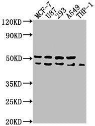 Western Blot Positive WB detected in: MCF-7 whole cell lysate, U87 whole cell lysate, 293 whole cell lysate, A549 whole cell lysate, THP-1 whole cell lysate All lanes: WDR73 antibody at 1:1000 Secondary Goat polyclonal to rabbit IgG at 1/50000 dil...