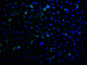 Immunofluorescence staining of A549 cells with CSB-PA744137LA21HU at 1:100, counter-stained with DAPI. The cells were fixed in 4% formaldehyde and blocked in 10% normal Goat Serum. The cells were then incubated with the antibody overnight at 4°C....