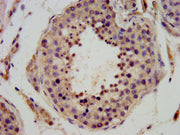 IHC image of CSB-PA744290LA01HU diluted at 1:400 and staining in paraffin-embedded human testis tissue performed on a Leica BondTM system. After dewaxing and hydration, antigen retrieval was mediated by high pressure in a citrate buffer (pH 6.0)....