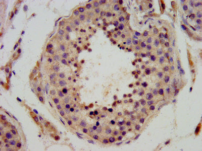 IHC image of CSB-PA744290LA01HU diluted at 1:400 and staining in paraffin-embedded human testis tissue performed on a Leica BondTM system. After dewaxing and hydration, antigen retrieval was mediated by high pressure in a citrate buffer (pH 6.0)....