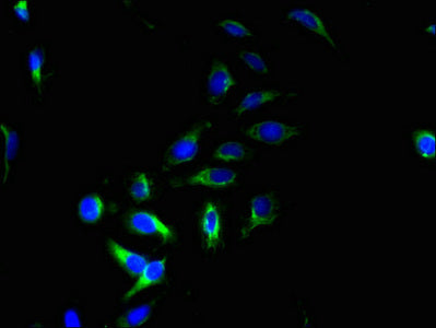 Immunofluorescent analysis of Hela cells using CSB-PA744399LA01HU at dilution of 1:100 and Alexa Fluor 488-congugated AffiniPure Goat Anti-Rabbit IgG(H+L)
