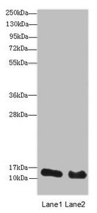 Western blot All lanes: HIST2H3A antibody at 14 ug/ml Lane 1: Mouse liver tissue Lane 2: Mouse kidney tissue Secondary Goat polyclonal to rabbit IgG at 1/10000 dilution Predicted band size: 15 kDa Observed band size: 15 kDa