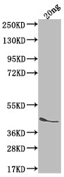 Western Blot Positive WB detected in Recombinant protein All lanes: ICSA antibody at 1:2000 Secondary Goat polyclonal to rabbit IgG at 1/50000 dilution Predicted band size: 40.3 kDa Observed band size: 45 kDa